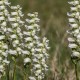 SPIRANTHES c. var. od.'Chadds Ford'