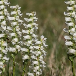 SPIRANTHES c. var. od.'Chadds Ford'