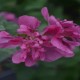 Alcalthaea suffrutescens 'Poetry'®
