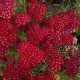 ACHILLEA millefolium 'Pomegranate'