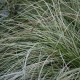 CAREX albula 'Frosted Curl'