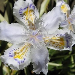 IRIS japonica 'Variegata'