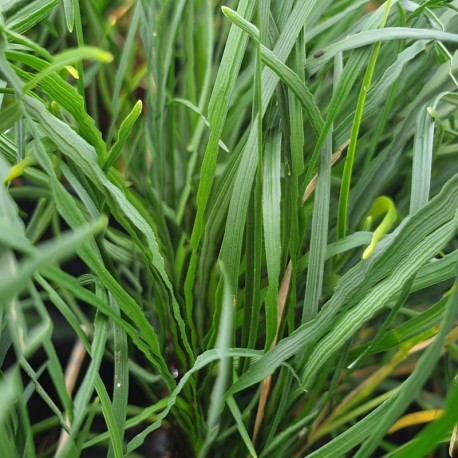 OPHIOPOGON chingii 'Crispum' ®