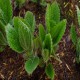 MELITTIS melissophyllum 'Royal Velvet' 