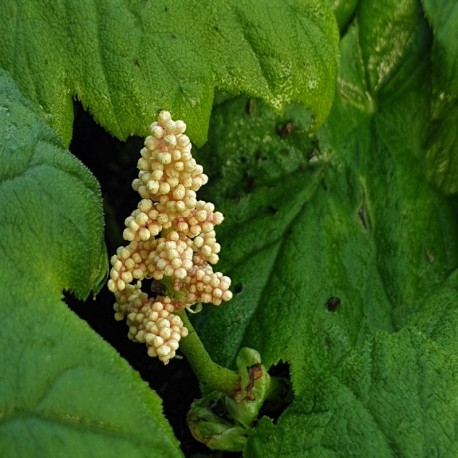 ASTILBOIDES tabularis