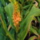 Hedychium densiflorum 'Assam Orange'