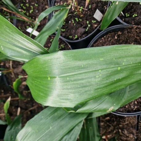 ASPIDISTRA sichuanensis 'Rarely Spotted'
