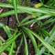 ASPIDISTRA linearifolia 'Skinny Dippin'