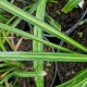 ASPIDISTRA linearifolia 'Skinny Dippin'