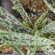 LEDEBOURIA stenophylla 'Gary Hammer'