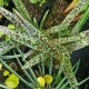 LEDEBOURIA stenophylla 'Gary Hammer'