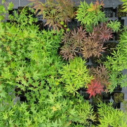ACER palmatum - SEMIS 2023 (La Roche St Louis)