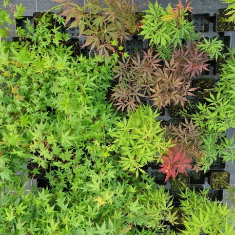 ACER palmatum - SEMIS 2022 (La Roche St Louis)