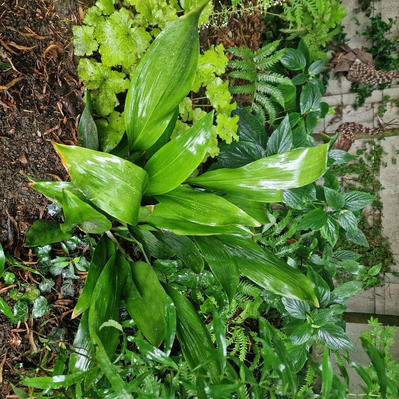 anthurium silver blush groß Anthurium Silver Blush Mint x Papillilaminum 'Daniel' – Curious Plants main image 1