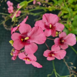 DIASCIA personata