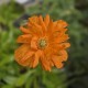 PAPAVER rupifragum 'Flore Pleno'