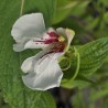 IMPATIENS tinctoria