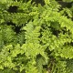 POLYSTICHUM setiferum 'Plumosum Densum'