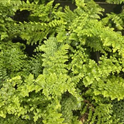POLYSTICHUM setiferum 'Plumosum Densum'