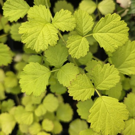 RUBUS parvifolius 'Ogon'