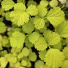 RUBUS parvifolius 'Ogon'