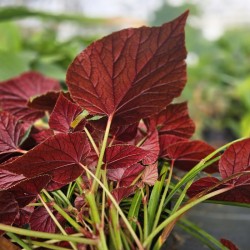 BEGONIA grandis subsp.evansiana 'Claret Jug'