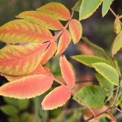 RHUS chinensis