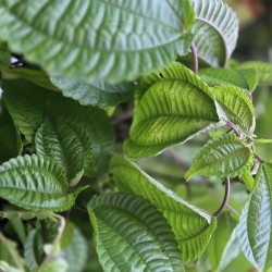 PILEA umbrosa PB-02-522