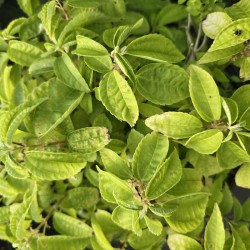 PILEA kiotensis PB-08-880