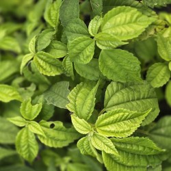 PILEA angulata subsp. petiolaris PB16-1074