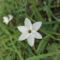 IPHEION uniflorum 'Alberto Castillo'