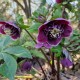 HELLEBORUS 'Tutu' X