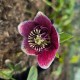 HELLEBORUS 'Tutu' X