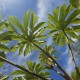 TETRAPANAX papyrifera 'Rex'
