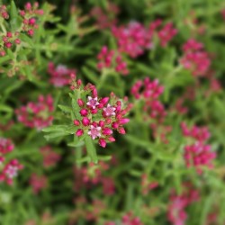 CRASSULA sarcocaulis