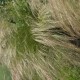 STIPA tenuifolia