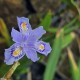 IRIS confusa 'Martyn Rix'