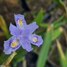 IRIS confusa 'Martyn Rix'