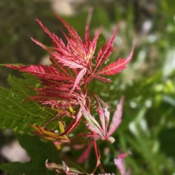 ACER palmatum - SEMIS 2022 (La Roche St Louis)
