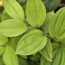 DISPORUM megalanthum