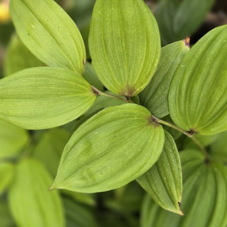 DISPORUM megalanthum