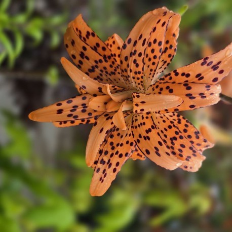 LILIUM lancifolium ‘Flore Pleno’