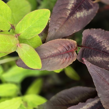 PERSICARIA mi. 'Red Dragon'