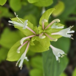 LONICERA japonica 'Halliana'