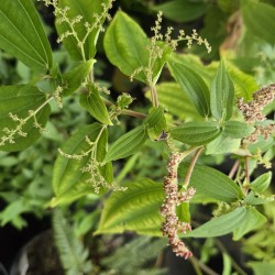 PILEA anisophylla 'Peeling'