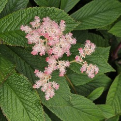 RODGERSIA podophylla 'Saarbrücken'