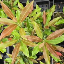 STRANVAESIA davidiana