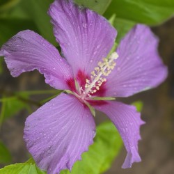 HIBISCUS paramutabilis