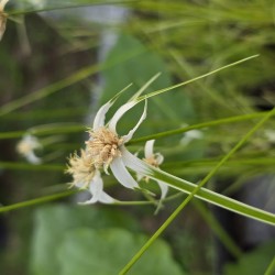 RHYNCHOSPORA colorata 'Variegta'