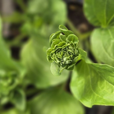 PLANTAGO major 'Rosularis'